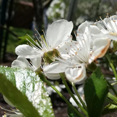 Dom Goscinny Asia Accommodatie bij particulieren